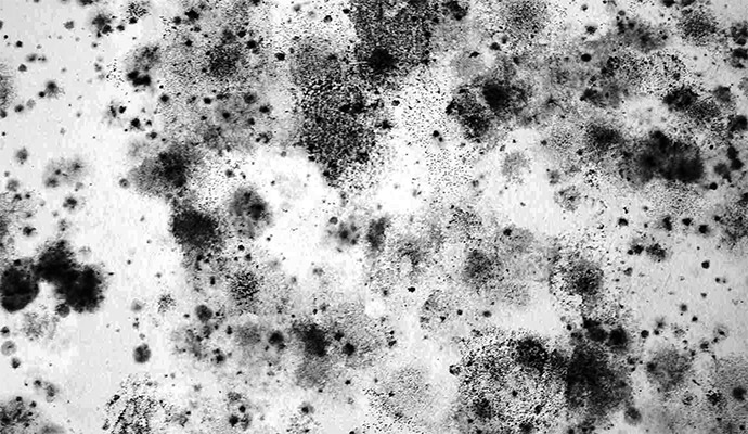 Black Mold