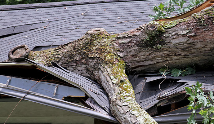 Fallen tree on the house roof