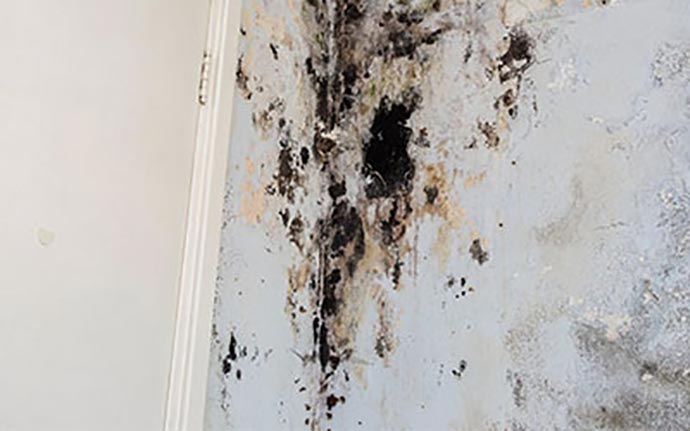 Mold Structural Damage Restoration 