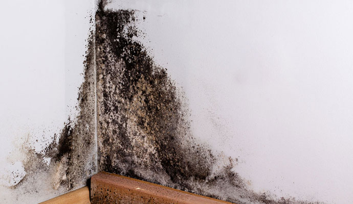 Preventing Black Mold