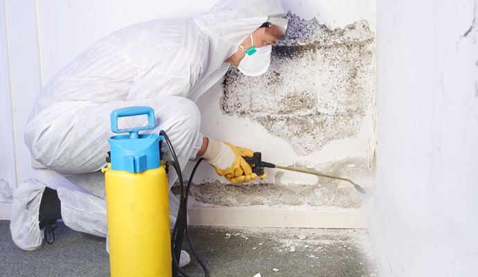 Professional Mold and Bacteria Removal Technicians