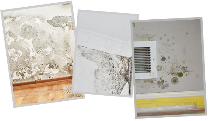 3 Types of Mold