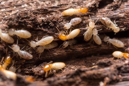 Water Damage is an Open Invitation to Termites